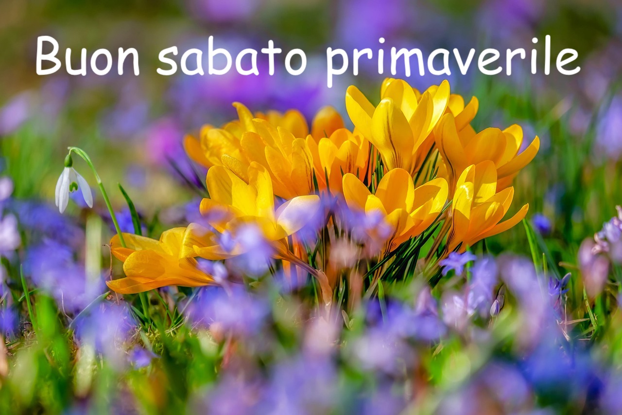 prato fiorito con fiori gialli e arancioni e viola di primavera 